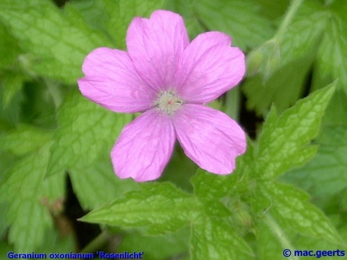 Geranium oxonianum 'Rosenlicht'